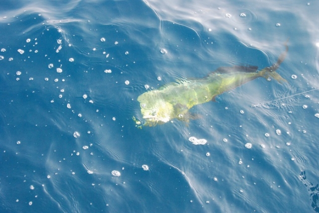 pico un dorado